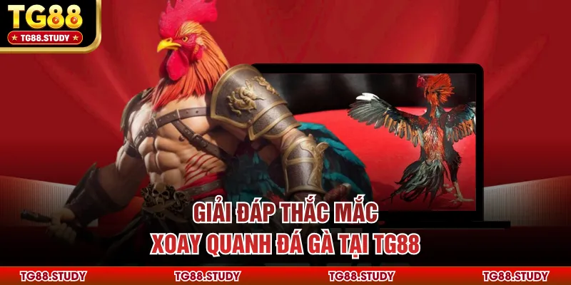 Giải đáp thắc mắc xoay quanh đá gà tại TG88